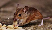 24 Hour & Emergency Exterminators in Cumminsville, OH